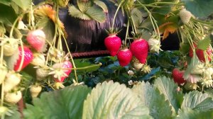 2 кг ?. клубники с куста сорт Клери.