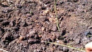 Борьба с сорняками. Покрываем линолеумом на зиму и весной