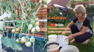 Эффект от применения моей подкормки для огурцов помидор и т д. @galabum