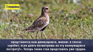 Золотистая ржанка