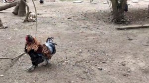 Продолжение влога- "У Наташи"?/Куры,утки,гуси,павлины,попугаи и тд. Абхазия 2023