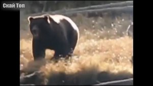 WOW !!! МЕДВЕДЬ В ДЕЛЕ! Медведь против льва, тигра, волка