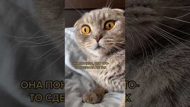 Как воспитать кошку?