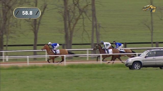 Скачки. Краснодар. Приз открытия скакового сезона (Гр.3) . Ахалтекинская порода. 25.04.2021 смотреть онлайн