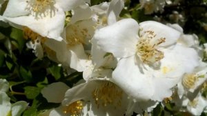 ЖАСМИН - Jasmínum - Jasmine. Как цветет ЖАСМИН?