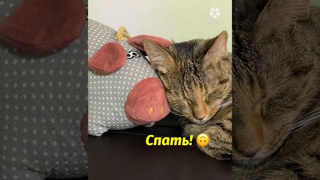 Милые котики