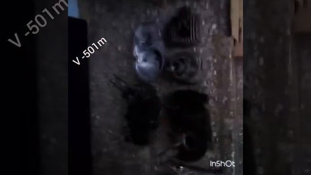 Купил мотор v-501 смотреть онлайн