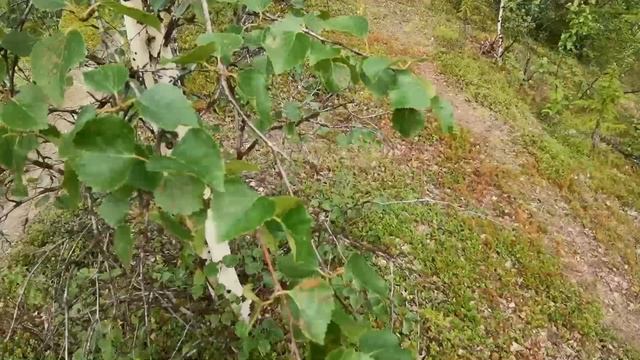 "Съедобные грибы и их польза". Изучаем природу Севера.