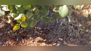 Шиповник или Роза? Как определить поросль шиповника?