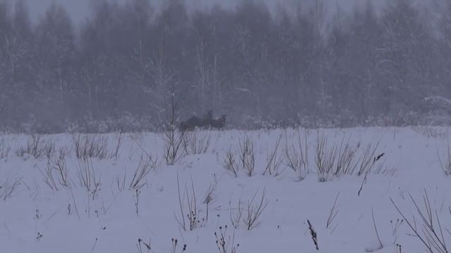 Охота на лося в центральной России смотреть онлайн