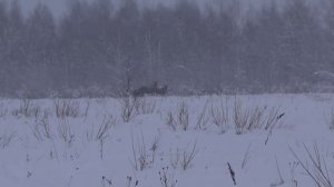 Охота на лося в центральной России