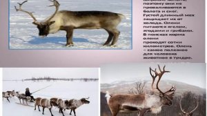 7 к  Животные Тундры