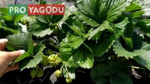 Сан Андреас.  Клубника первое плодоношение.
