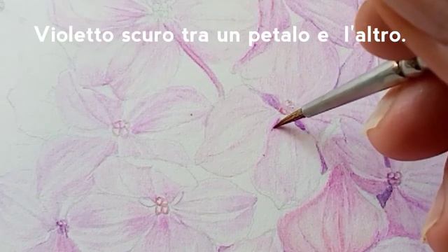 La flora del Parco Sempione: l'Ortensia смотреть онлайн