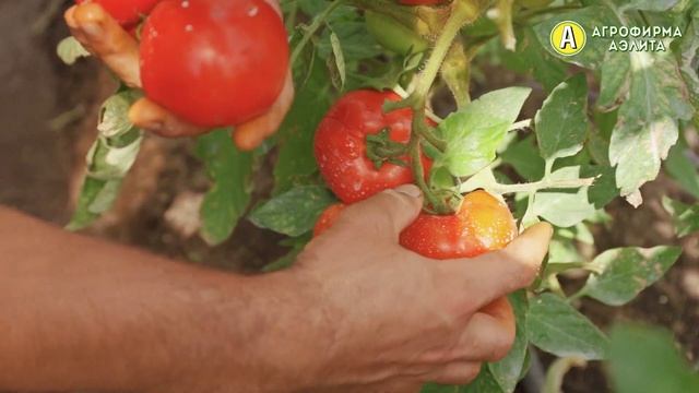 ЭТОТ ТОМАТ отдает урожай ДО появления фитофтороза смотреть онлайн