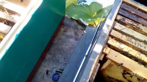 Заселяем отводок в новый улей