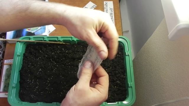 Эксперимент выращивание листового салата дома на подоконнике часть 1 смотреть онлайн