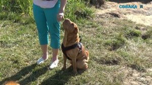 Собака шарпей | Команда рядом | Собака я дрессировка на улице