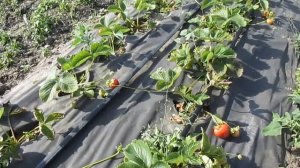 Обзор клубники сорта Румба