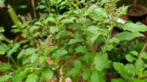 Tulsi / Tulasi / Thulasi / Holy Basil Flowers - Gardening in Mangalore