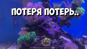 Потери в морском аквариуме (