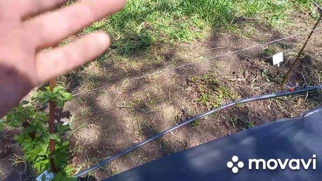 Пару слов о #Ежевики . смотреть онлайн