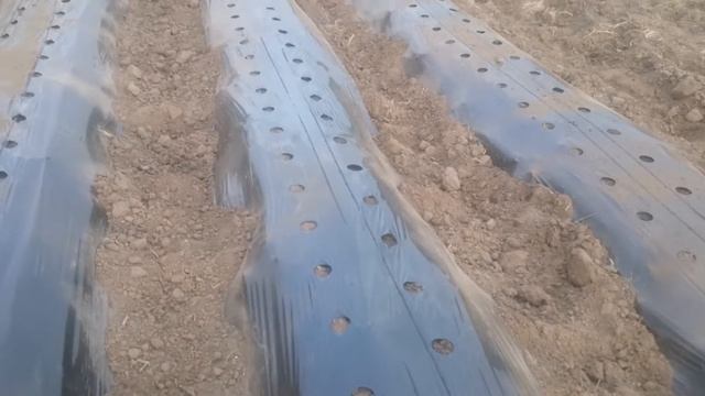 Как правильно натянуть пленку под клубнику? Укладка перфорированной плёнки. смотреть онлайн