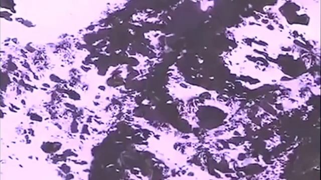 Снежный барс. Барс и добыча падают з высокой горы... И.......