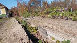 помоги лозе вызреть . Пока не поздно.лоза успеет вызреть если сделать так