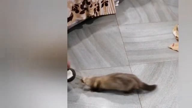 хорёк Хоря. девочка. смотреть онлайн