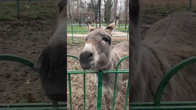 Осёл. Покажи зубы