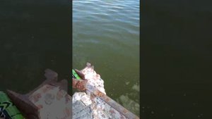 ловим бычка в Таганроге в мае