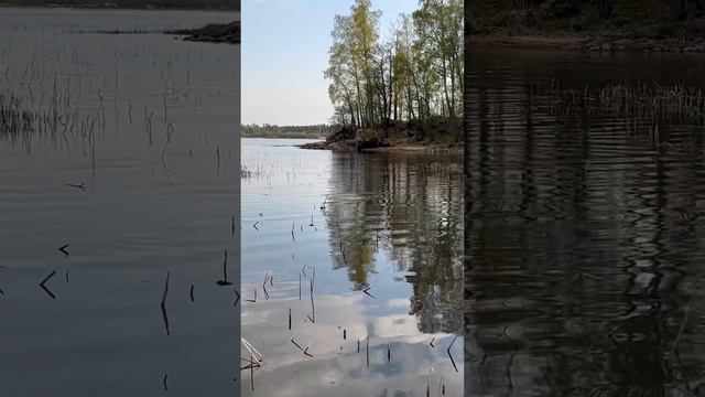 Нерест леща рядом с лесом. Завораживает