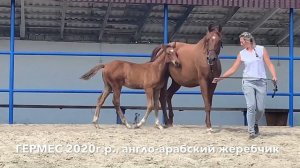 ГЕРМЕС (Savar-Гекуба) часть 1. Англо-арабский жеребчик Anglo-Arabian Конеферма Эквилайн Ағылшын-ара