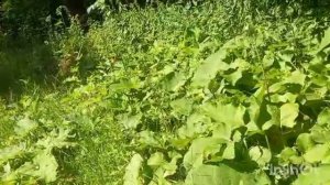 Собираю лекарственные травы. Рецепт масла на травах