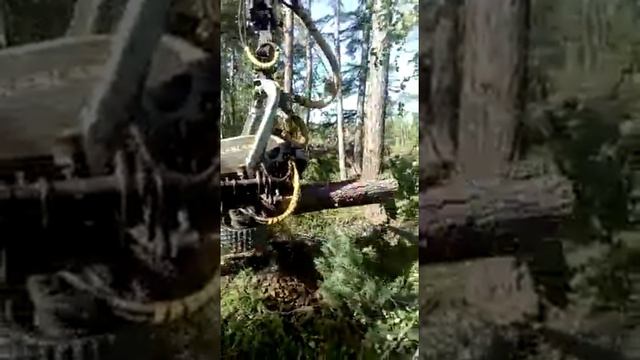 Назаревский Максим пилит на Камчатке дровеную деляну на поставку в г. Ключи топливные дрова. Мастер смотреть онлайн