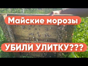 Как себя чувствует улитка после аномальных майских морозов?