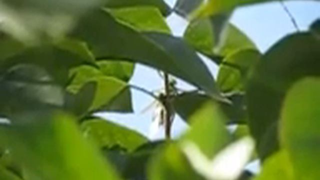 Зелёный кузнечик в замедленной съёмке смотреть онлайн