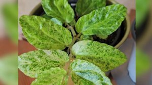 Пеллиония вариегатная