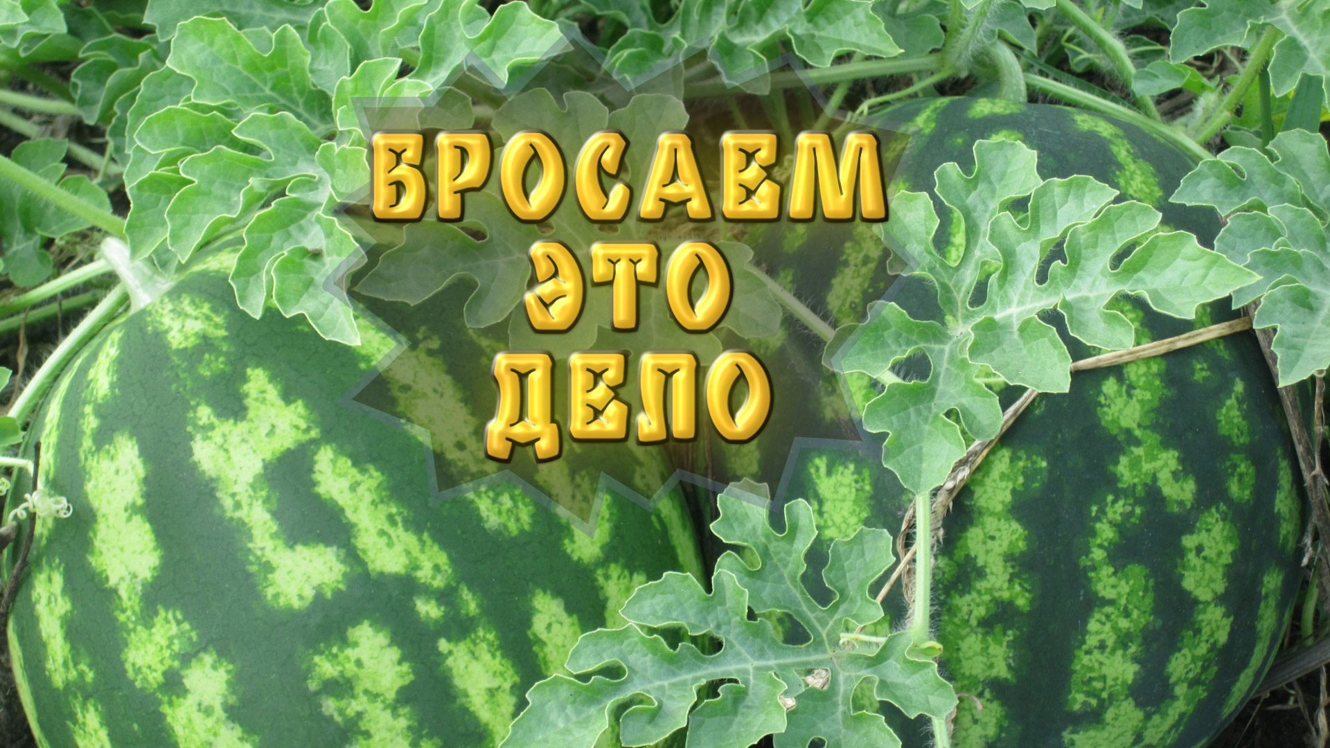 Почему бросаем арбузный бизнес. Как я выбираю спелый арбуз по звуку.  Паприка.