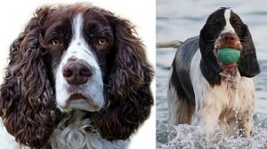 Cпаниель, все о спаниелях.