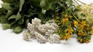 Чай от полипов в кишечнике.