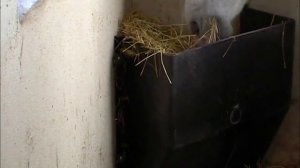 Держатель сена для лошадей