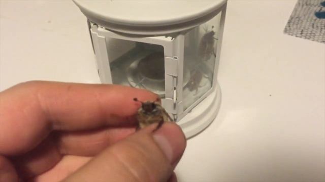 Майский жук едет в машине! Ловим майских жуков смотреть онлайн