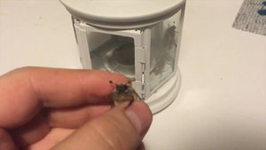 Майский жук едет в машине! Ловим майских жуков