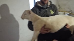 Эмбрионы белого Дорпера в 2 месяца.