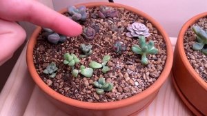 Суккуленты по итогам апреля (часть 1)