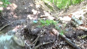 Гриб вешенка ПРЁТ после дождя, сбор грибов в Крыму, УДАЧНО зашёл за грибами, Крым грибы 2022