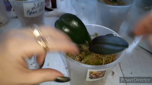 ⚠️ОТЁКИ НА ЛИСТЬЯХ ОРХИДЕЙ ЭТО НЕ СТРАШНО⁉️А если это не отёк⁉️Опасно?️Что делать/пересадим/разберё смотреть онлайн