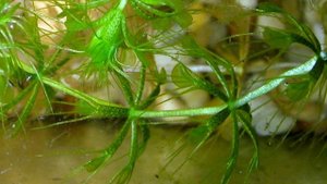 ХИЩНЫЕ ВОДНЫЕ РАСТЕНИЯ. АЛЬДРОВАНДА, ПУЗЫРЧАТКА. CARNIVOROUS AQUATIC PLANTS. ALDROVANDA UTRICULARIA
